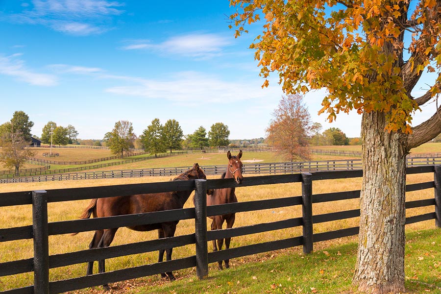 Contact - Horses in a Pasture on a Fall Day, Rolling Fields in the Background
